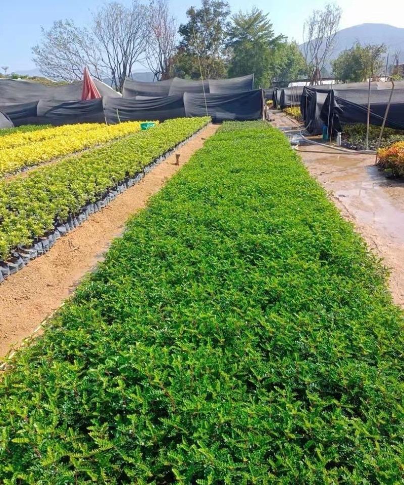 胡椒木福建漳州清香木场地直销货源充足