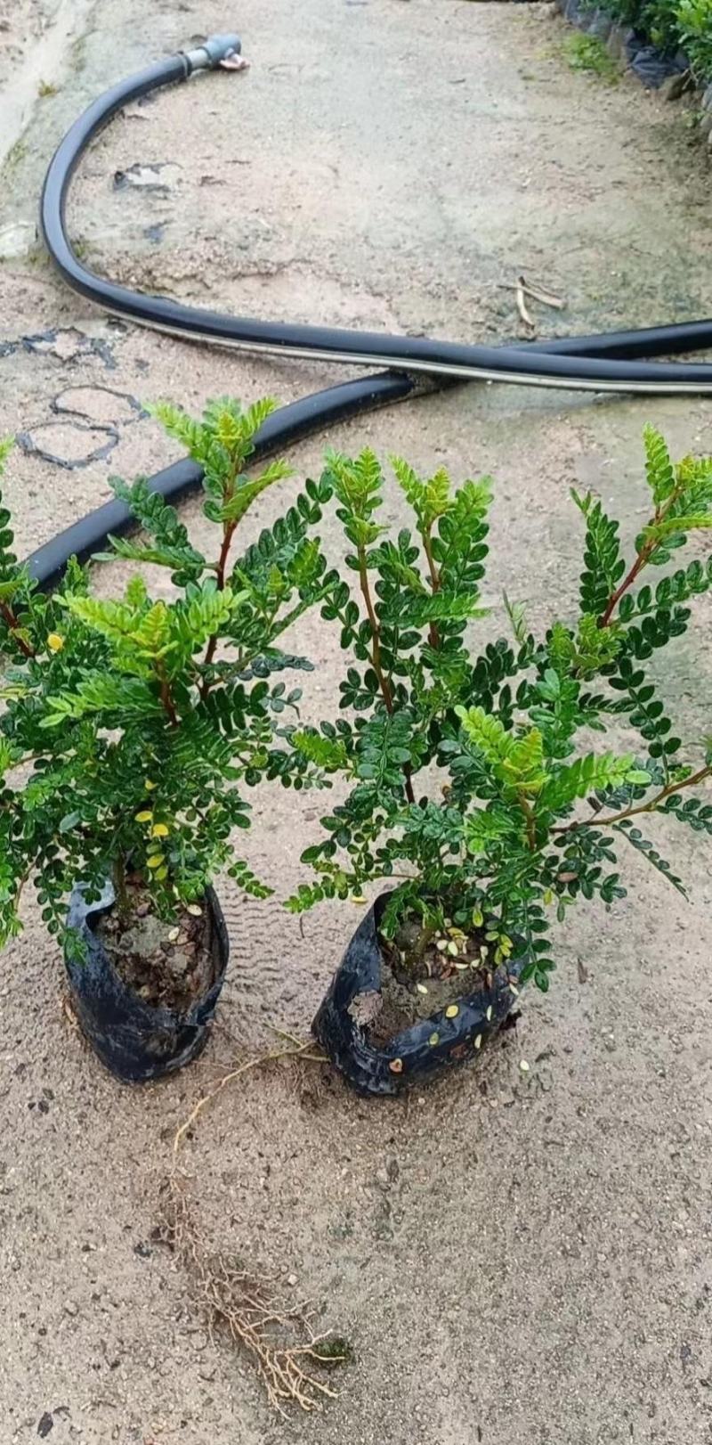 胡椒木福建漳州清香木场地直销货源充足