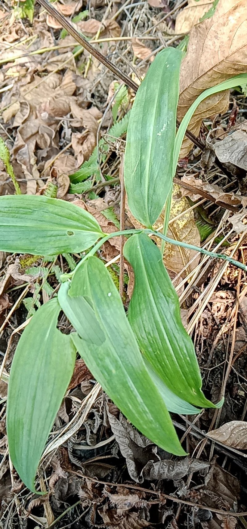 民间野生原生态中草药