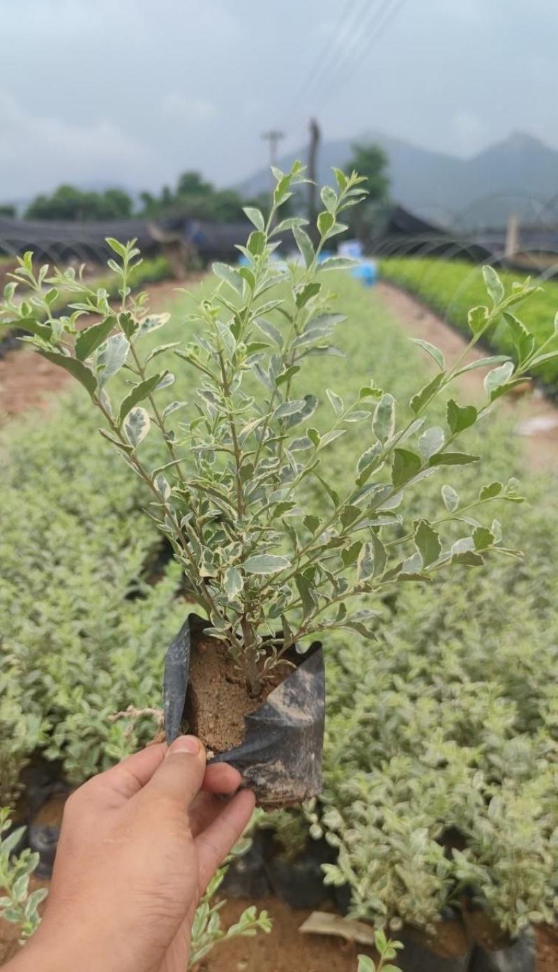 花叶女贞福建漳州花叶女贞场地直销货源充足