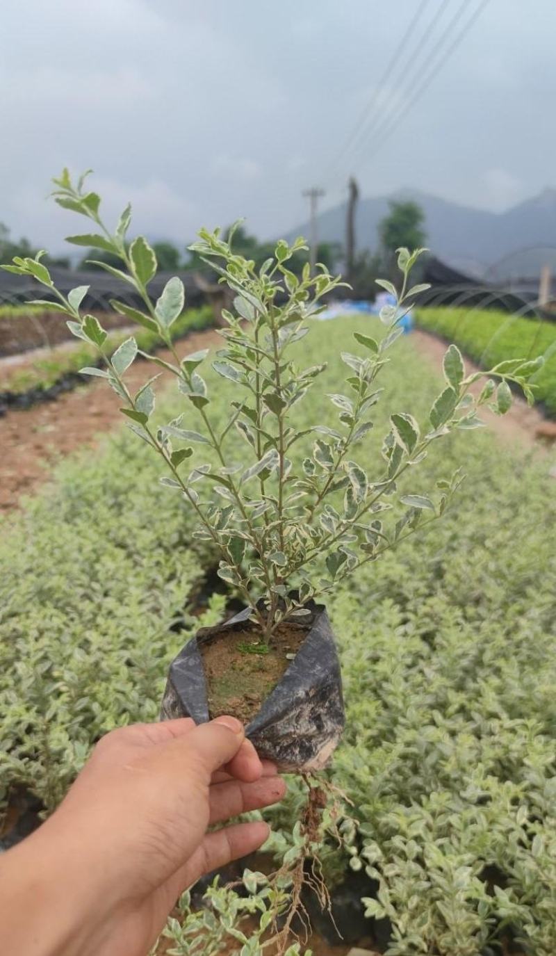 花叶女贞福建漳州花叶女贞场地直销货源充足