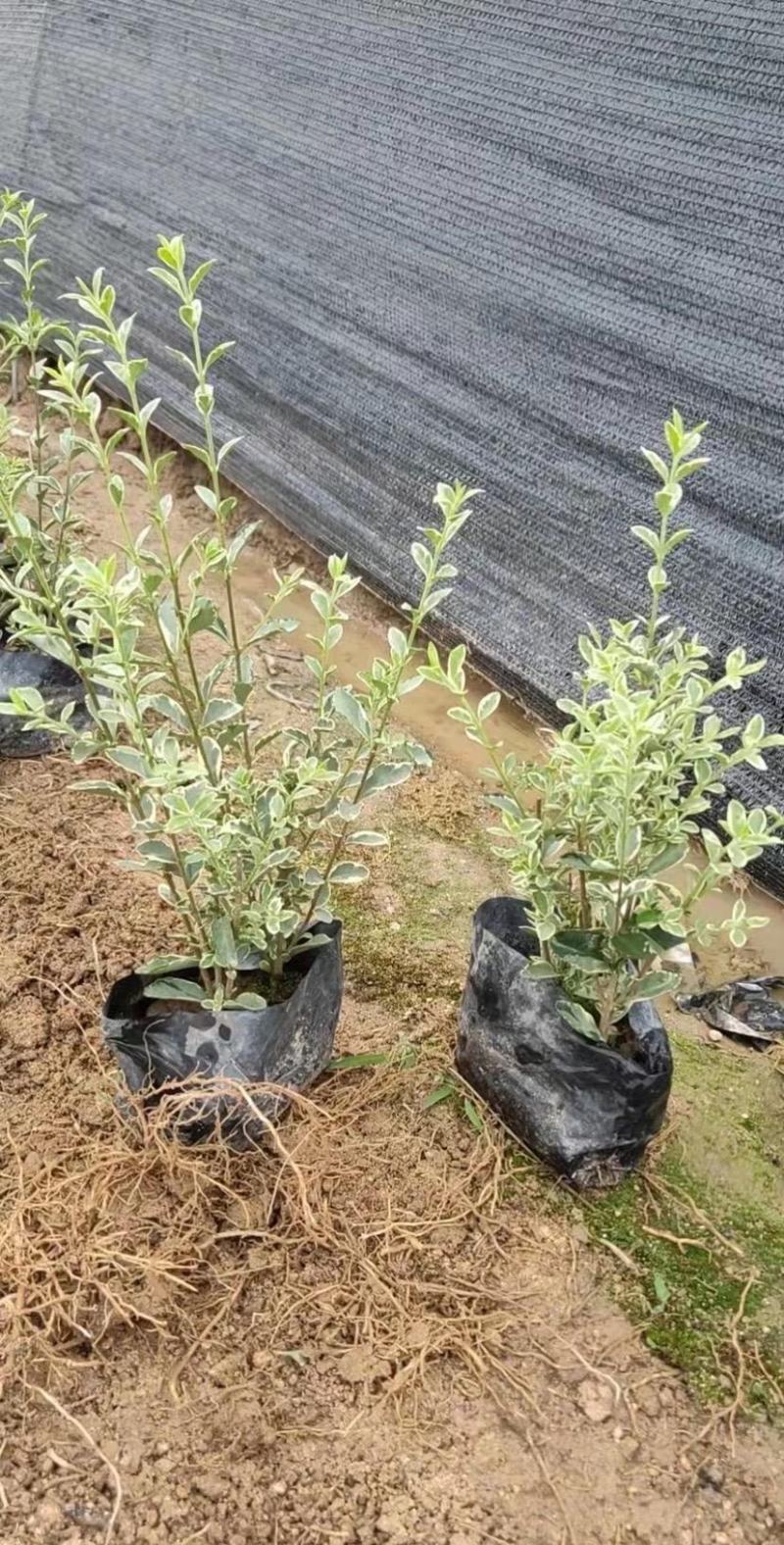 花叶女贞福建漳州花叶女贞场地直销货源充足