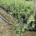 花叶女贞福建漳州花叶女贞场地直销货源充足