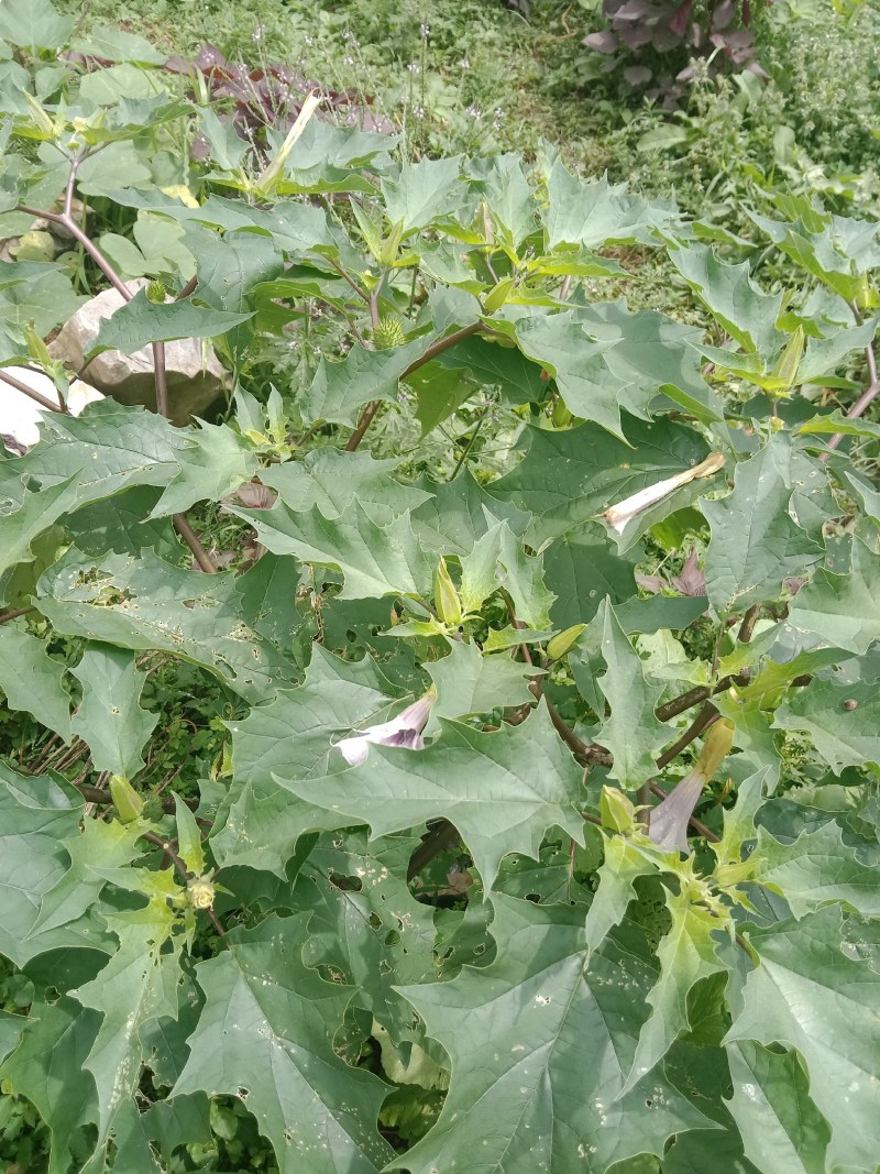 曼陀罗