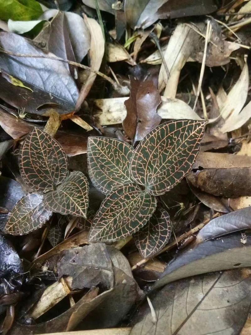 本地野生金线莲