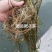 苦草矮生苦草净化水质基地直销保质保量