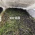 苦草矮生苦草净化水质基地直销保质保量