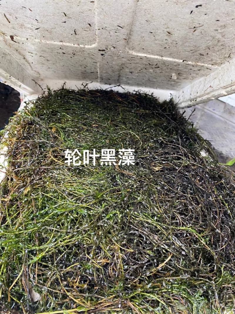 苦草矮生苦草净化水质基地直销保质保量