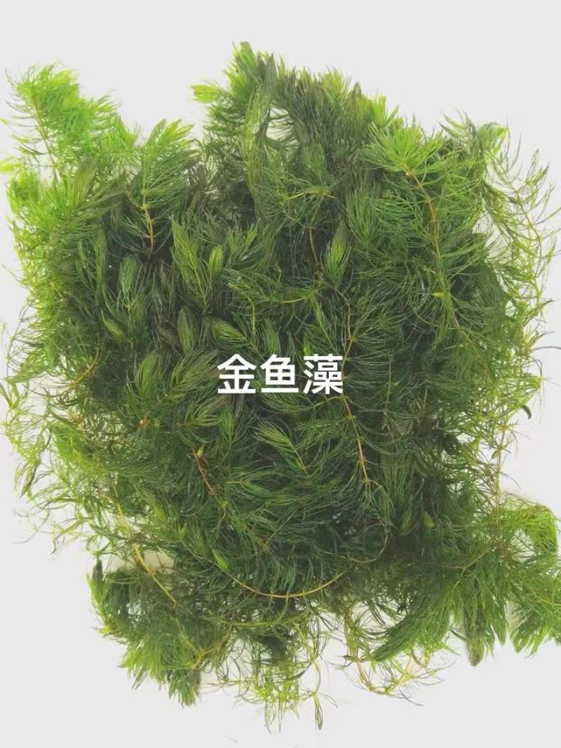 苦草矮生苦草净化水质基地直销保质保量