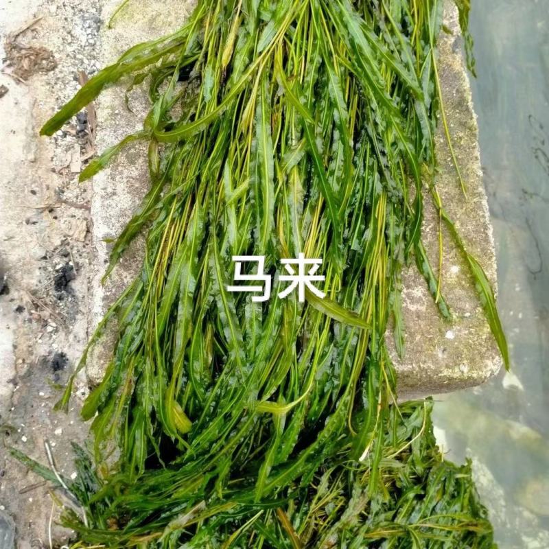 苦草矮生苦草净化水质基地直销保质保量