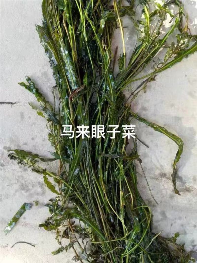 苦草矮生苦草净化水质基地直销保质保量