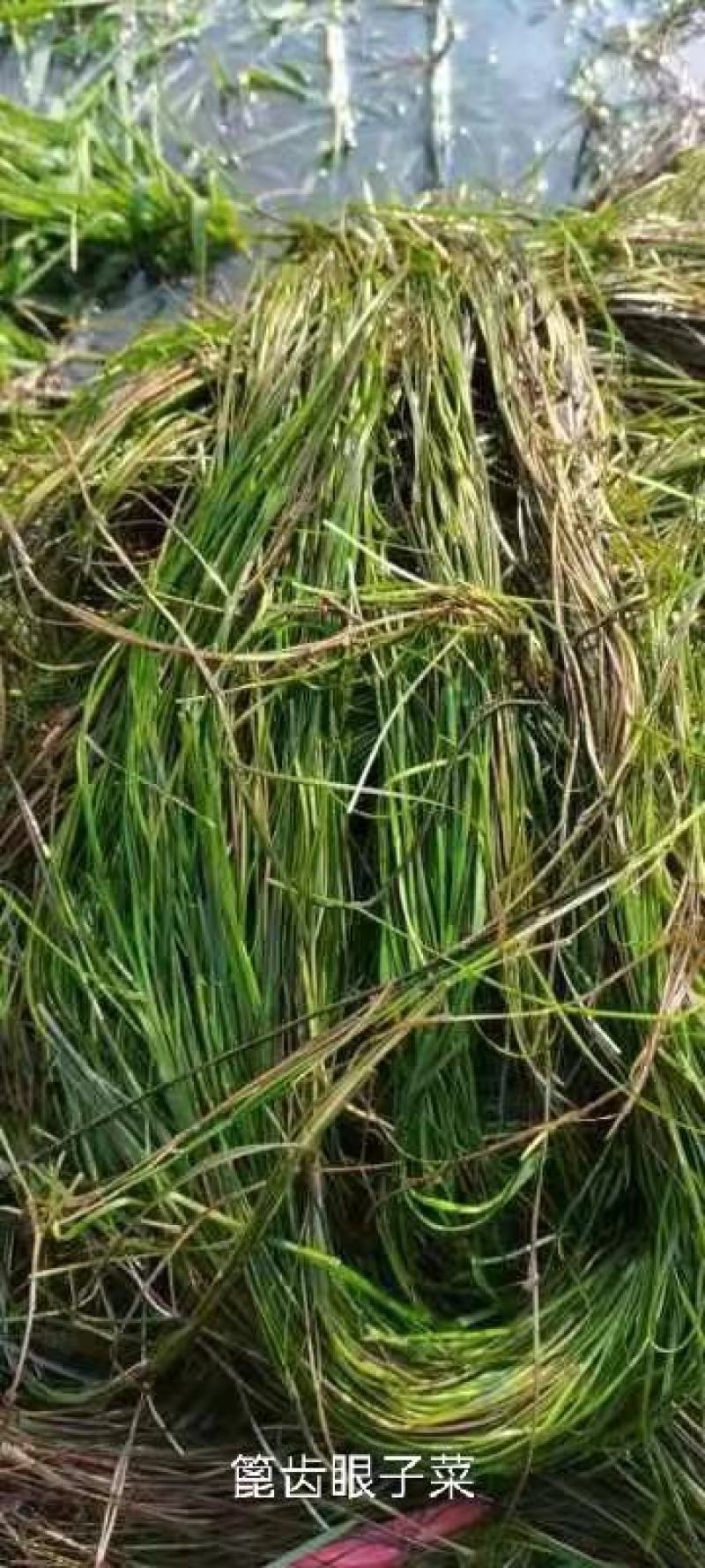 苦草矮生苦草净化水质基地直销保质保量