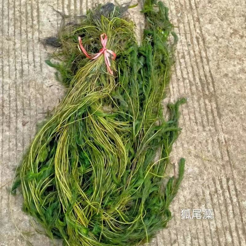 苦草矮生苦草净化水质基地直销保质保量