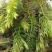 苦草矮生苦草净化水质基地直销保质保量