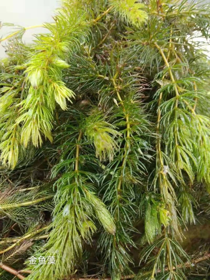 苦草矮生苦草净化水质基地直销保质保量
