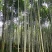 斑竹供庭院，旅游，绿化造林，以及工业加工