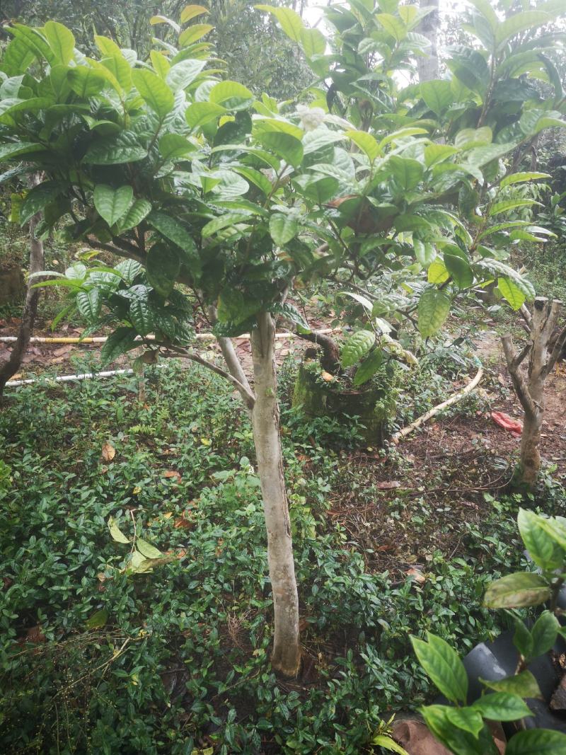 金花茶原生树，防城防普小叶品种，位置那梭镇那富村，四公分