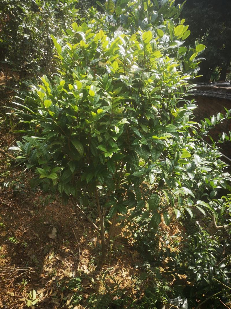 金花茶原生树，防城防普小叶品种，位置那梭镇那富村，四公分
