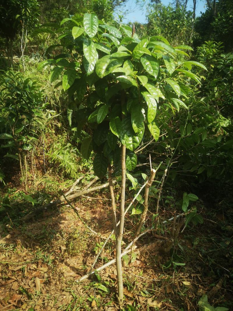 金花茶原生树，防城防普小叶品种，位置那梭镇那富村，四公分