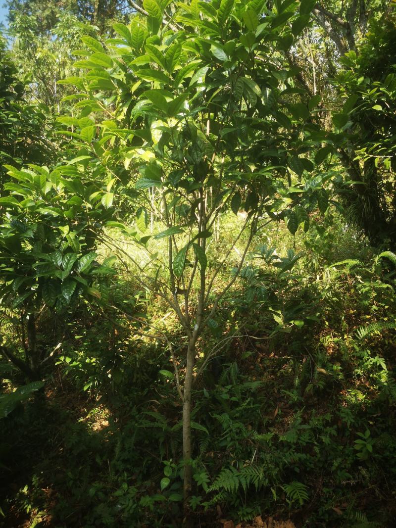 金花茶原生树，防城防普小叶品种，位置那梭镇那富村，四公分