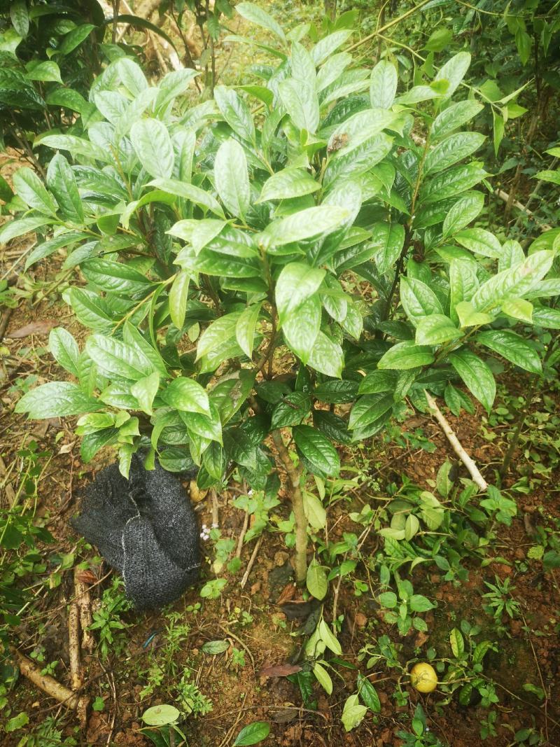 金花茶原生树，防城防普小叶品种，位置那梭镇那富村，四公分