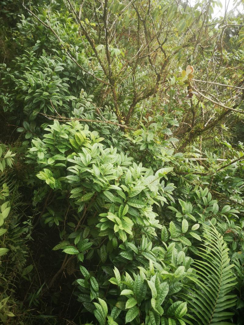 金花茶原生树，防城防普小叶品种，位置那梭镇那富村，四公分