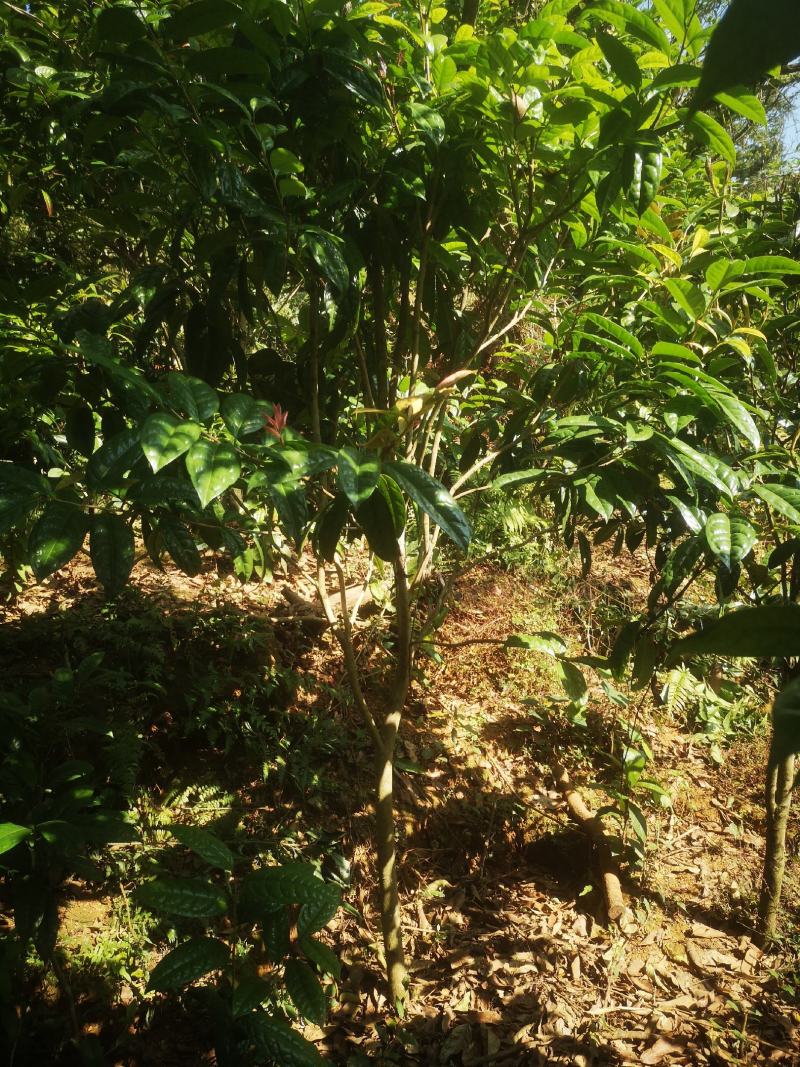 金花茶原生树，防城防普小叶品种，位置那梭镇那富村，四公分