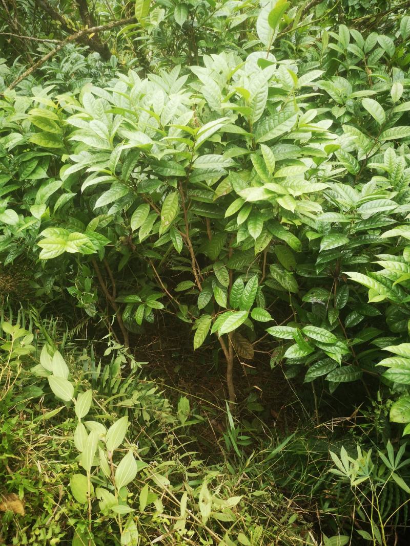 金花茶原生树，防城防普小叶品种，位置那梭镇那富村，四公分