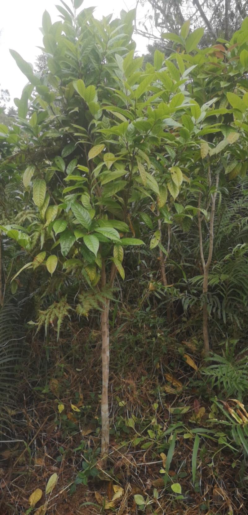 金花茶原生树，防城防普小叶品种，位置那梭镇那富村，四公分
