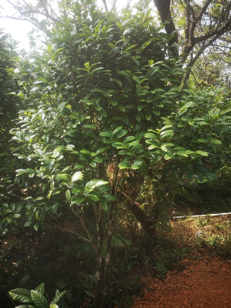 金花茶原生树，防城防普小叶品种，位置那梭镇那富村，四公分