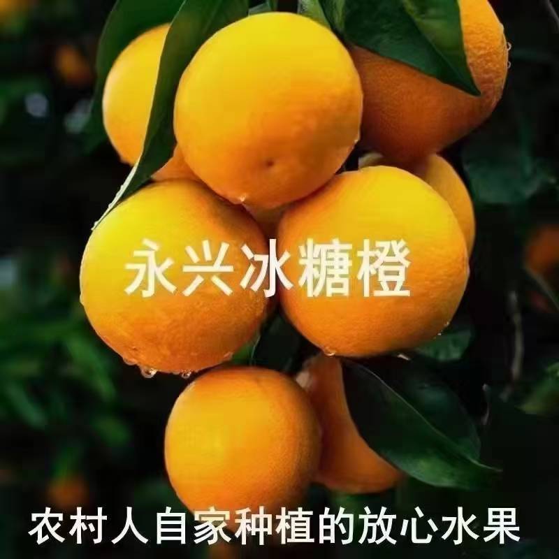 永兴冰糖橙基地直发，正宗的