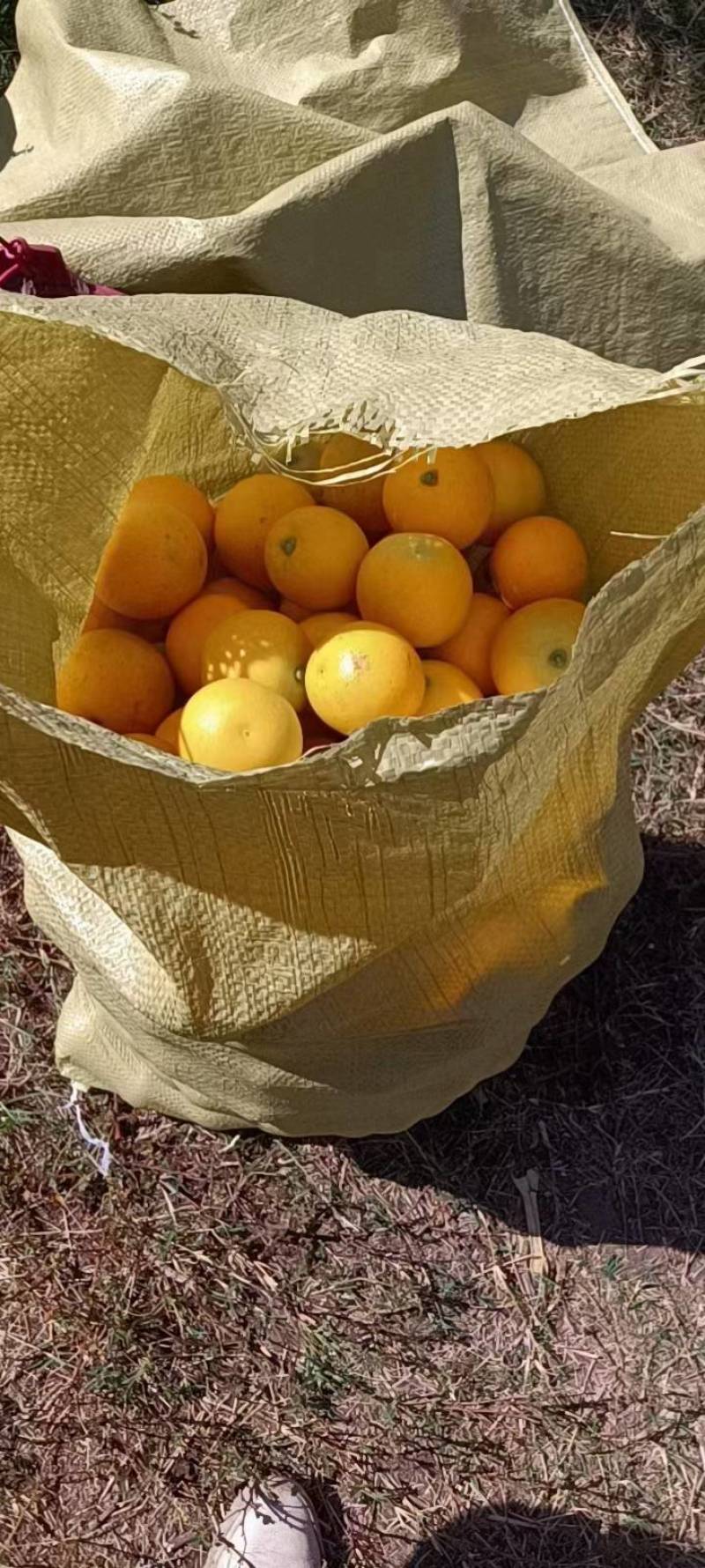 永兴冰糖橙基地直发，正宗的