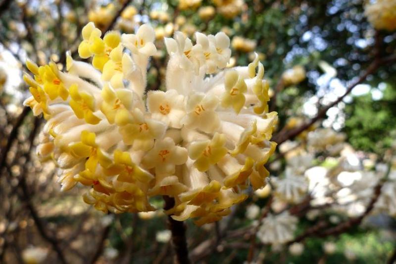 新采结香种子打结花打结树种子黄瑞香家香喜花绿化林木种子
