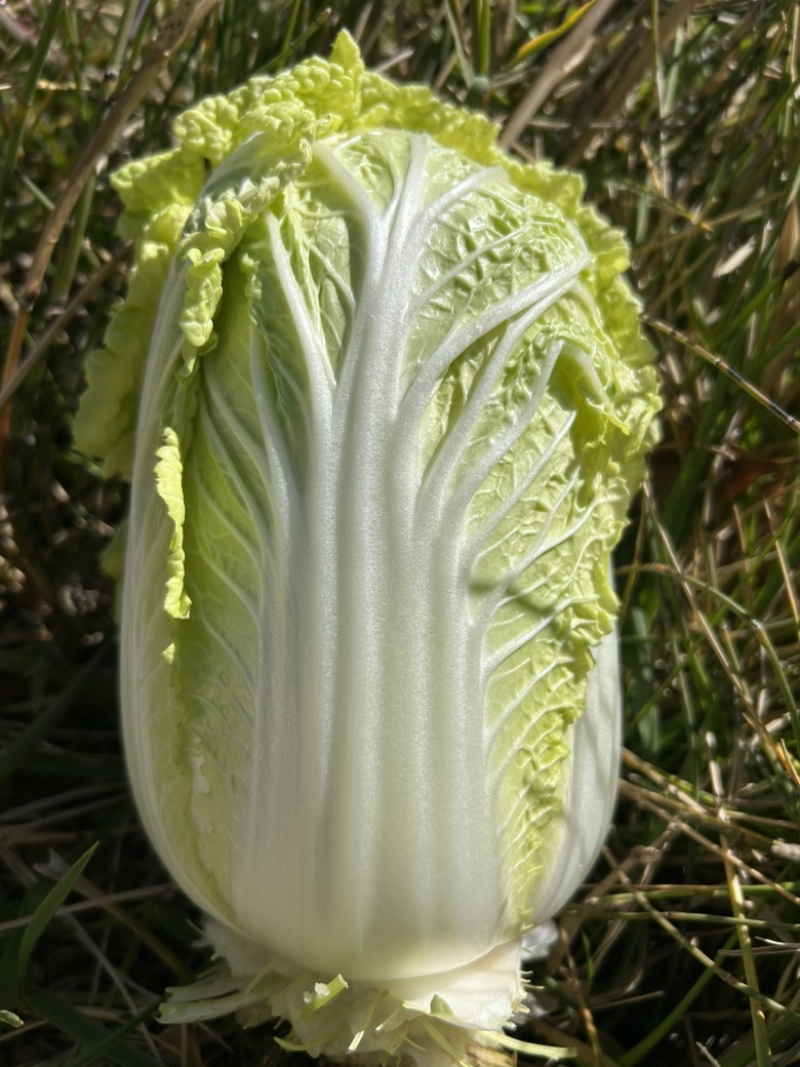云南娃娃菜