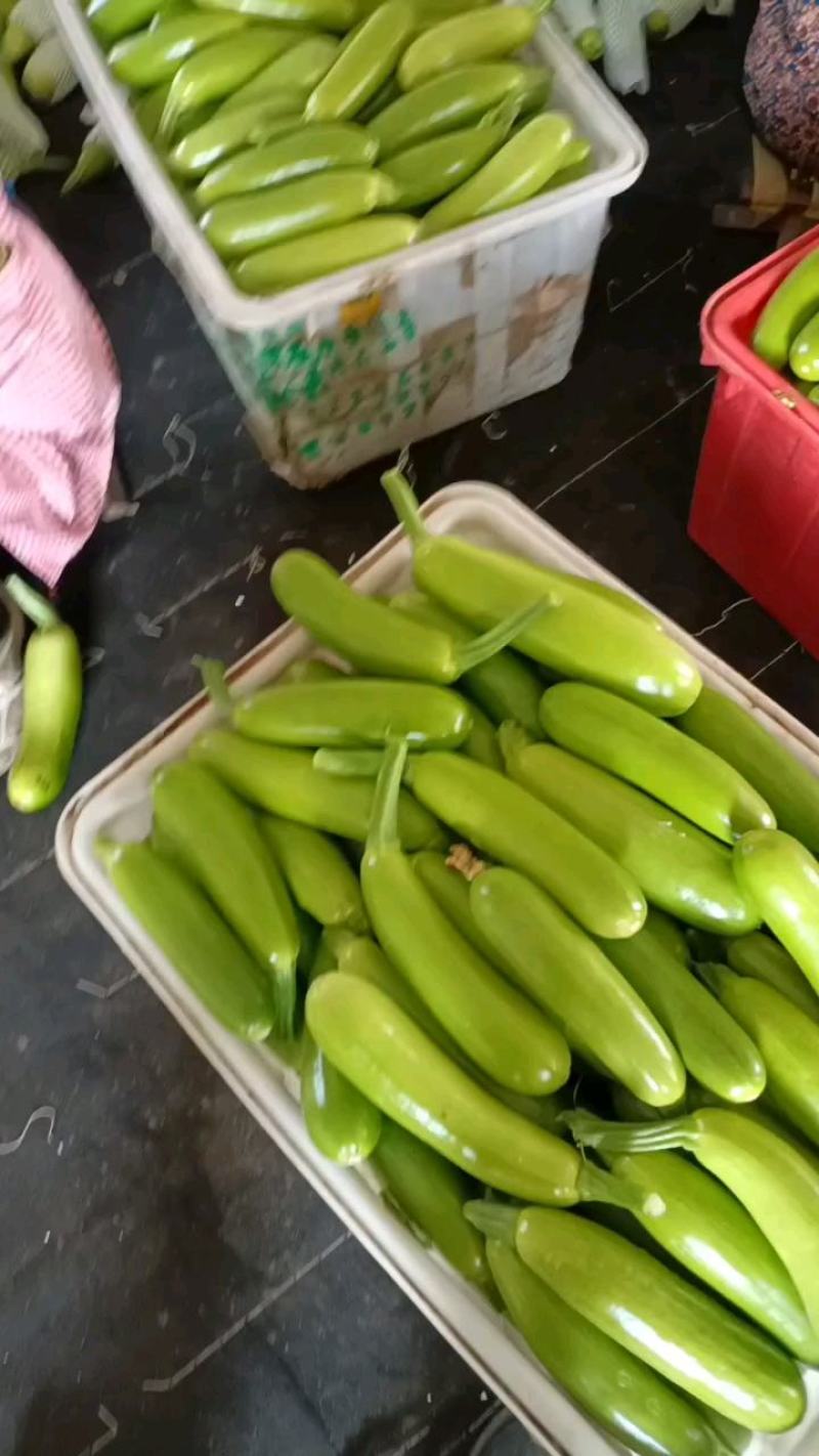 山东费县万亩精品西葫芦大量上市中，超市电商市场