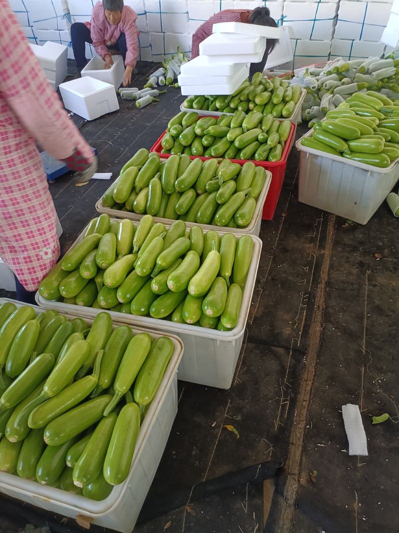 山东费县万亩精品西葫芦大量上市中，超市电商市场