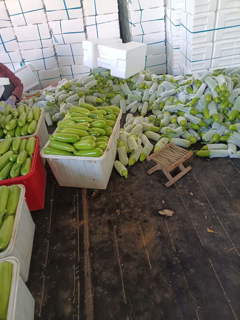 山东费县万亩精品西葫芦大量上市中，超市电商市场