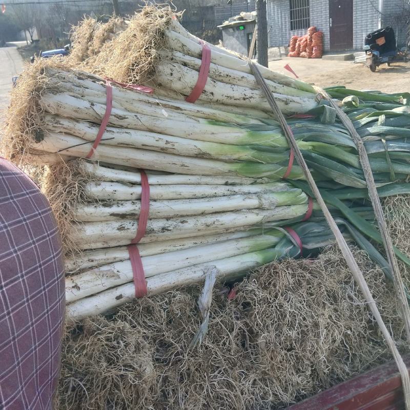 山东省泗水县长白大葱葱白长净菜上车可打捆无伤不老视频实地看货