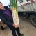 山东省泗水县长白大葱葱白长净菜上车可打捆无伤不老视频实地看货