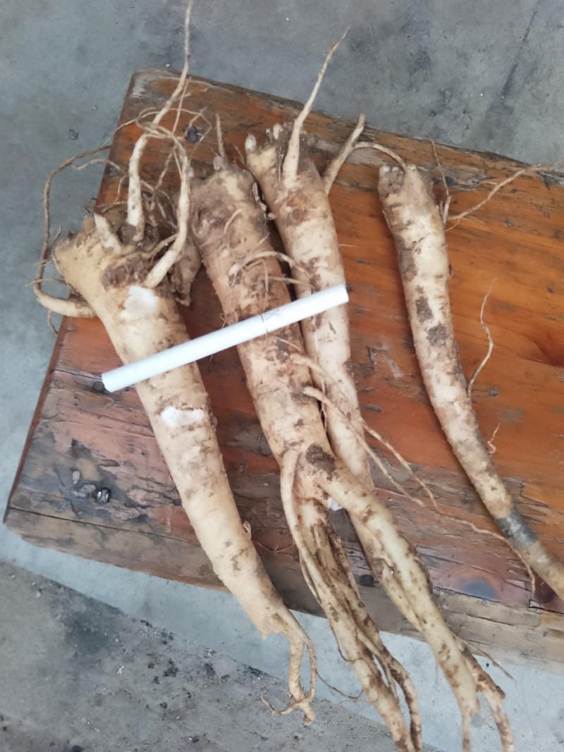 陕西汉中新鲜桔梗，货源充足，三四年的货