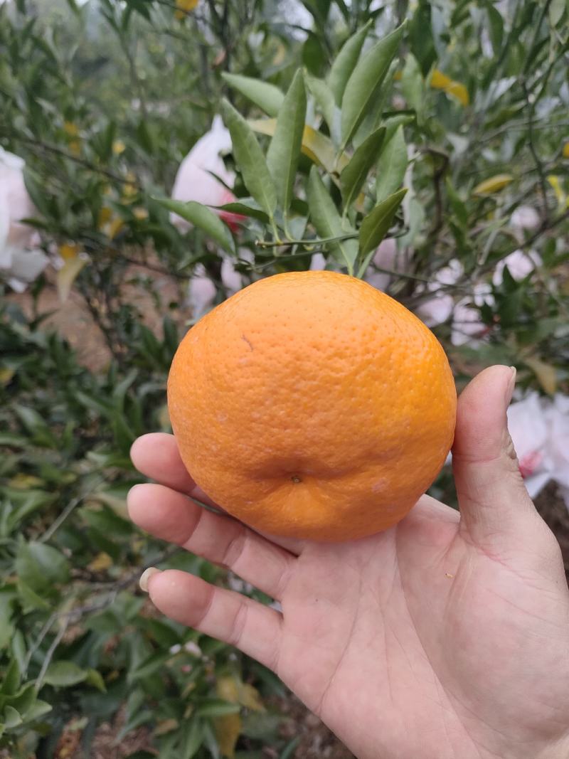 柑橘类耙耙柑春见口感好高山货