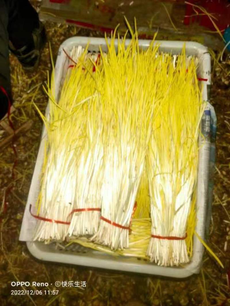 蒜黄特色菜市场优选货源自产自销大棚基地，专业养殖