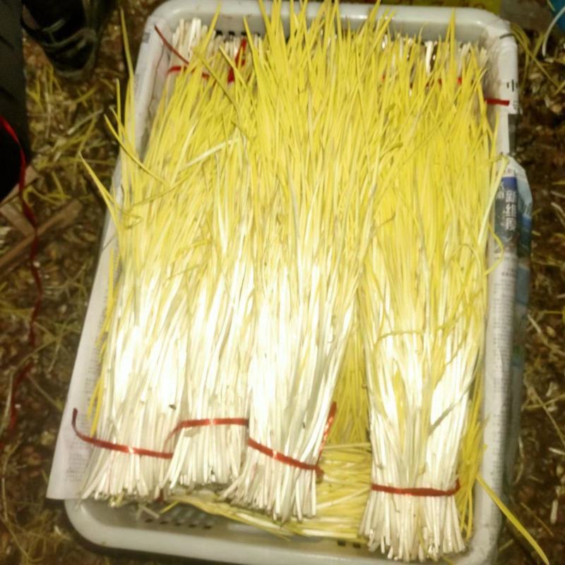 蒜黄特色菜市场优选货源自产自销大棚基地，专业养殖