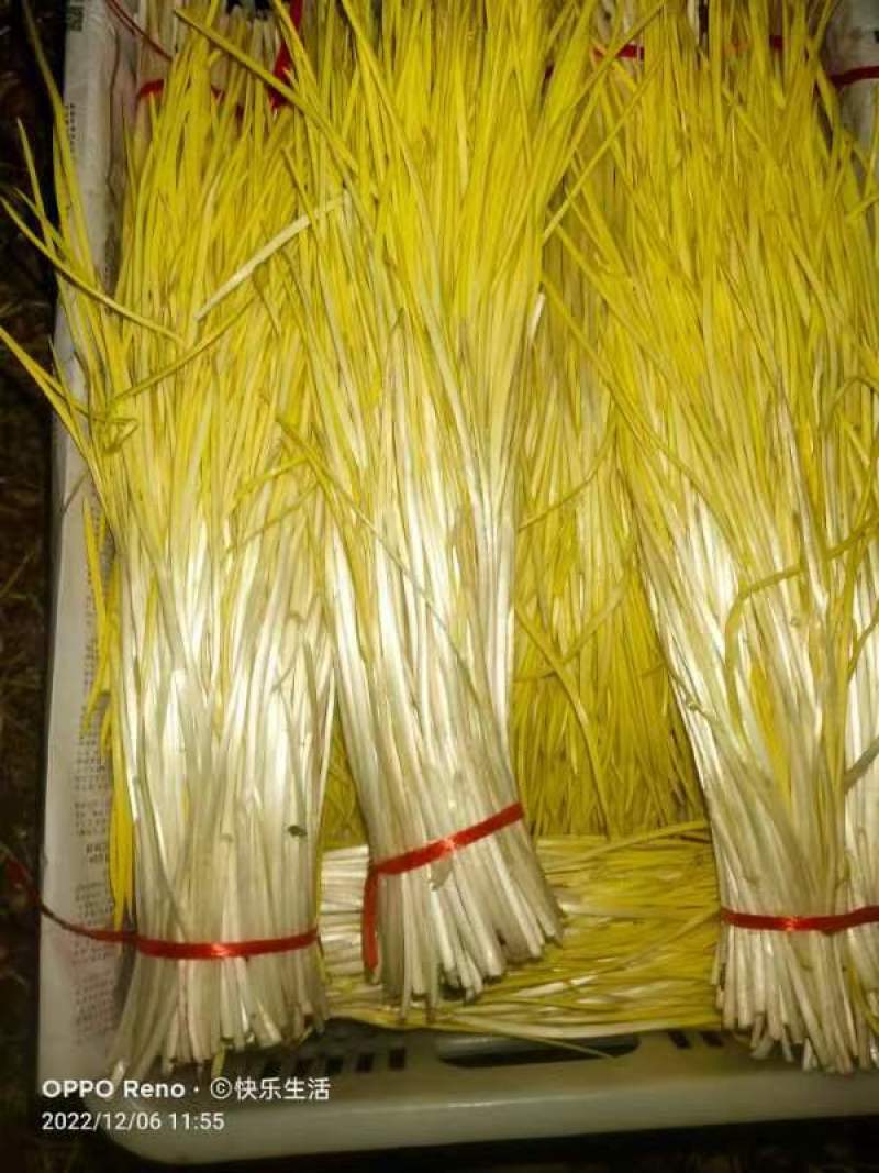 蒜黄特色菜市场优选货源自产自销大棚基地，专业养殖