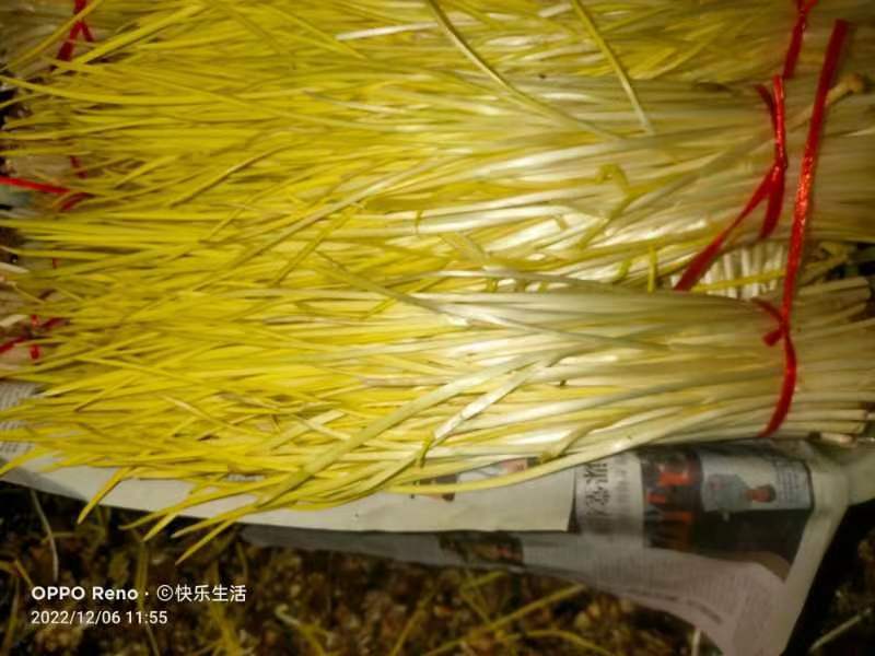 蒜黄特色菜市场优选货源自产自销大棚基地，专业养殖