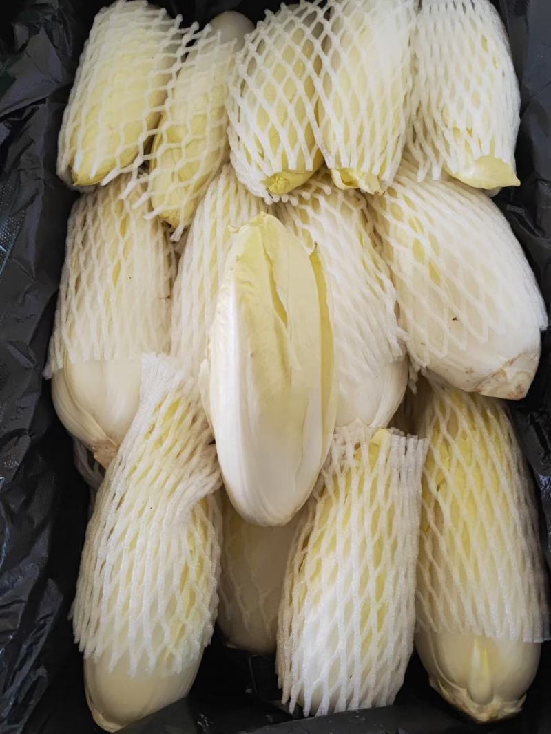 精品玉兰
