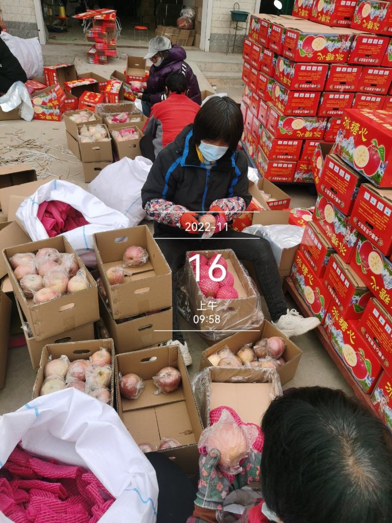 冰糖心膜袋红富士苹果脆甜多汁按需分拣打包设备齐全备货快运费低