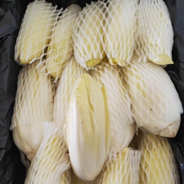 精品玉兰