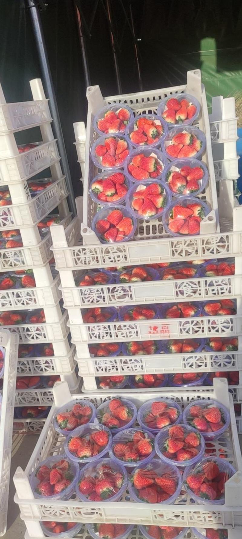 新鲜妙香草莓山西地区量大送货量大优惠找长期合作伙伴