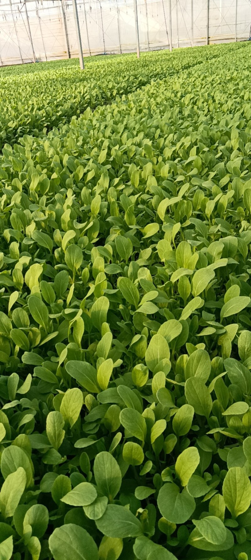 精品鸡毛菜，价格美丽，量大从优。